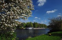 Blühende Felsenbirnen am Küstenkanal. Foto: Hans-Jürgen Zietz