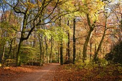 Leuchtende Herbstfärbung im Eversten Holz in Oldenburg. Foto: Hans-Jürgen Zietz