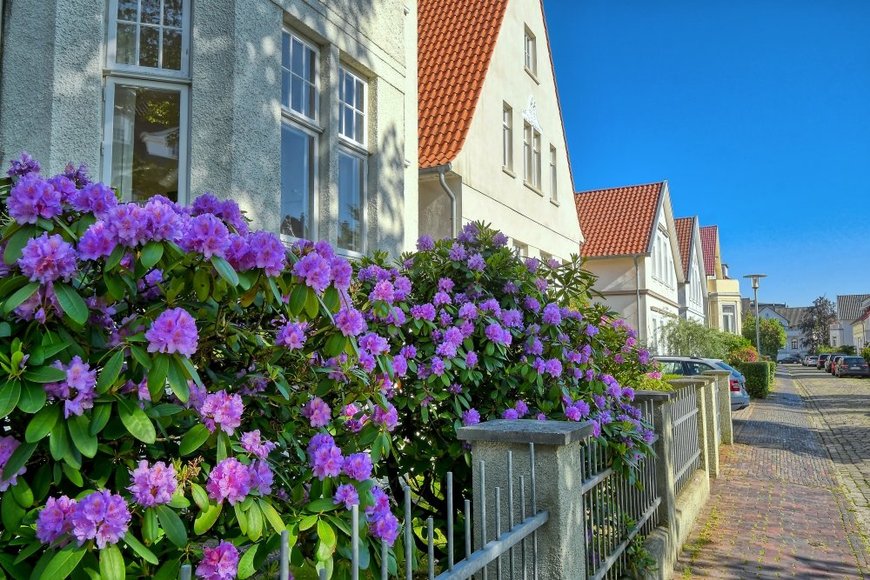 Hans-Jürgen Zietz Alpenrose in Vollblüte. Foto: Hans-Jürgen Zietz