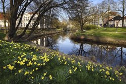 Frühlingsblüten in den Oldenburger Wallanlagen. Foto: Hans-Jürgen Zietz