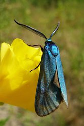 Gemeines Grünwidderchen. Foto: Schmetterling-Raupe.de