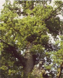 Eiche, circa 350 Jahre alt. Foto: Stadt Oldenburg