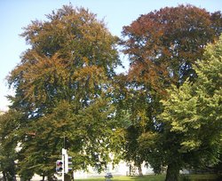 Schlossplatz: 2 Rotbuchen (Naturdenkmal). Foto: Stadt Oldenburg Schlossplatz: 2 Rotbuchen (Naturdenkmal). Foto: Stadt Oldenburg