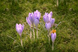 Frühblüher im Schlosspark. Foto: Jens Finke