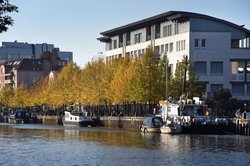 Linden in Herbstfärbung am Oldenburger Stadthafen. Foto: Hans-Jürgen Zietz