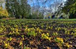 Blühende Winterlinge im Oldenburger Schlossgarten. Foto: Hans-Jürgen Zietz Blühende Winterlinge im Oldenburger Schlossgarten. Foto: Hans-Jürgen Zietz