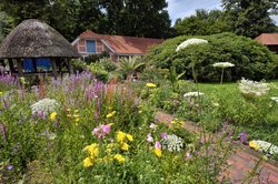 Bunte Sommer-Blüten im Oldenburger Schlossgarten. Foto: Hans-Jürgen Zietz Bunte Sommer-Blüten im Oldenburger Schlossgarten. Foto: Hans-Jürgen Zietz