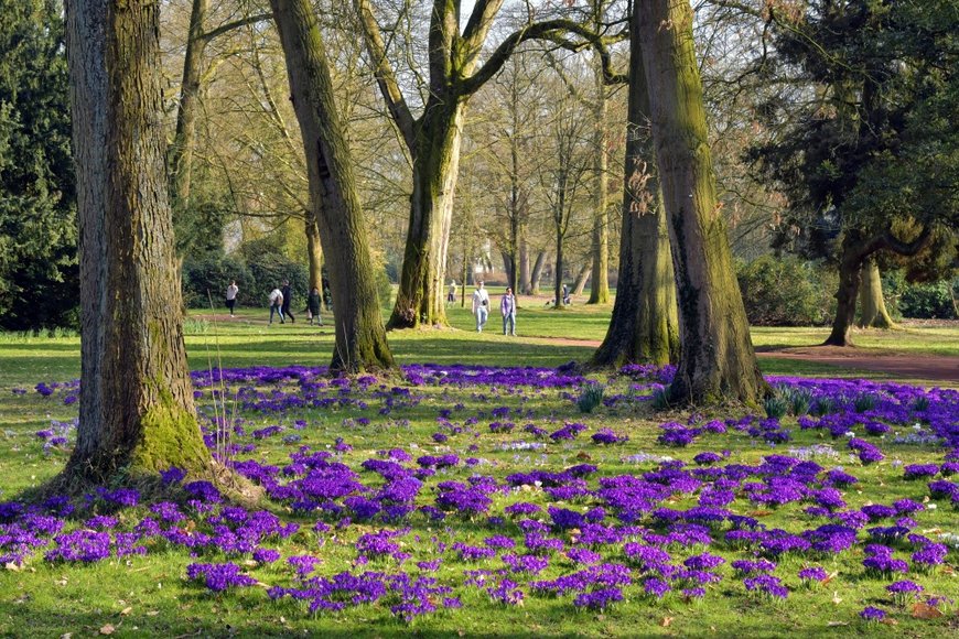 Hans-Jürgen Zietz Krokusse und Spaziergänger im Schlossgarten. Foto: Hans-Jürgen Zietz