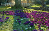 Krokusse im Schlossgarten