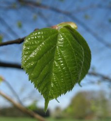 Blatt von einer Linde. Foto: Wolfgang/Pixelio.de