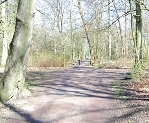 Lichtung im Everstenholz. Foto: Stadt Oldenburg Lichtung im Everstenholz. Foto: Stadt Oldenburg