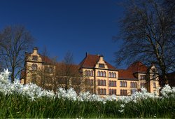 Blühende Narzissen auf dem Pferdemarkt in Oldenburg. Foto: Hans-Jürgen Zietz