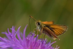 Dickkopffalter beim Blütenbesuch. Foto: Hans-Jürgen Zietz Dickkopffalter beim Blütenbesuch. Foto: Hans-Jürgen Zietz
