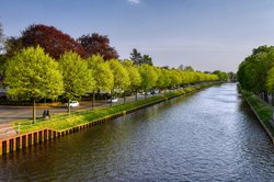 Ahornreihe am Küstenkanal. Foto: Hans-Jürgen Zietz