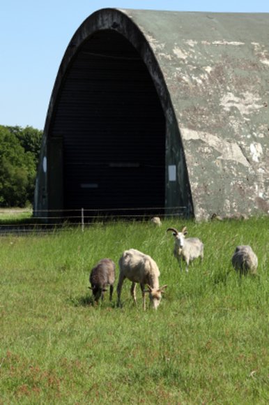 Schafe vor einem Shelter. Foto: Stadt Oldenburg