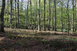 Blühende Bäume im Wildenloh. Foto: Stadt Oldenburg Blühende Bäume im Wildenloh. Foto: Stadt Oldenburg