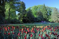 Tulpenpracht an einem Sommermorgen. Foto: Hans-Jürgen Zietz