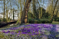 Krokusse im Schlossgarten. Foto: Hans-Jürgen Zietz