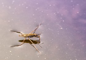 Wasserläufer auf Wasseroberfläche. Foto: analogicus/pixabay.com