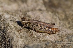 Gefleckte Keulenschrecke. Foto: Christian Roesti/Orthoptera.ch