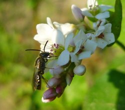 Wildbiene an einer Buchweizenblüte. Foto: Stadt Oldenburg