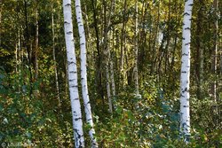 Birken-Buchen-Wald. Foto: Louisa Bohr