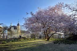 Blühende Zierkirsche vor dem Oldenburger Schloss. Foto: Hans-Jürgen Zietz Blühende Zierkirsche vor dem Oldenburger Schloss. Foto: Hans-Jürgen Zietz