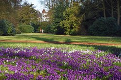 Krokusse im Schlossgarten. Foto: Hans-Jürgen Zietz.  