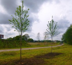 Neu gepflanzte Bäume in Eversten West. Foto: Stadt Oldenburg