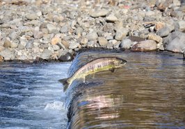 Ein springender Lachs im Fluss. Foto: Pixabay