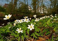 Sonnenanbeter: Buschwindröschen im Oldenburger Schlossgarten