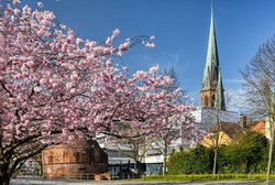 Zierkirschenblüte im Oldenburger Schlossgarten. Foto: Hans-Jürgen Zietz