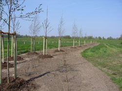 Fertig gepflanzte Bäume. Foto: Stadt Oldenburg