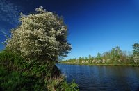 Blühende Felsenbirnen am Küstenkanal. Foto: Hans-Jürgen Zietz