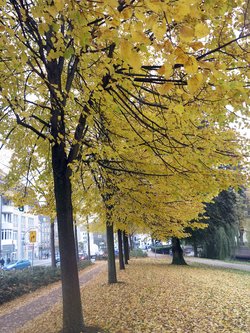 Es herbstet sehr. Foto: Werner Fuhlrott  