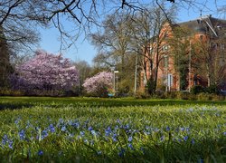 Zierkirschenblüte im Oldenburger Schlossgarten. Foto: Hans-Jürgen Zietz