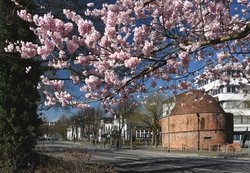 Blühende Zierkirschen in der Oldenburger Innenstadt. Foto: Hans-Jürgen Zietz 