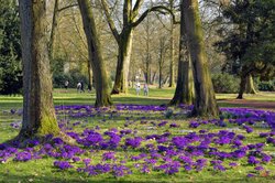 Krokusse und Spaziergänger im Schlossgarten. Foto: Hans-Jürgen Zietz