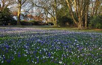 Krokusse im Schloßgarten