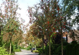 Bäume am Lärchenring. Foto: Stadt Oldenburg