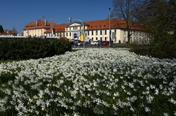 Blühende Narzissen auf dem Pferdemarkt in Oldenburg. Foto: Hans-Jürgen Zietz