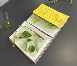 Sonnenlicht trifft Kreativität – ein Kunstwerk im Werden während Timo Willens Cyanotypie-Workshop. Foto: Stadt Oldenburg Sonnenlicht trifft Kreativität – ein Kunstwerk im Werden während Timo Willens Cyanotypie-Workshop. Foto: Stadt Oldenburg