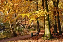 Everstenholz im Herbst. Foto: Hans-Jürgen Zietz