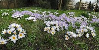 Krokusblüte im Oldenburger Schlossgarten