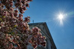 Magnolienblüte im Oldenburger Dobbenviertel. Foto: Hans-Jürgen Zietz