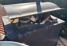 Die junge Katze kauert auf dem Schornstein des Einfamilienhauses. Foto: Feuerwehr Oldenburg