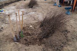 Spaten und Pflanzen warten auf ihren Einsatz. Foto: Stadt Oldenburg