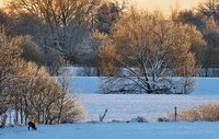 Winterlicher Sonnenaufgang in der Buschhagenniederung