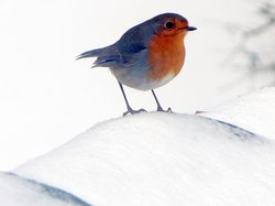 Unsere gefiederten Freunde. Foto: Werner Fuhlrott