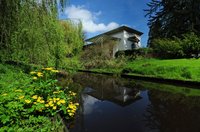 Sumpfdotterblumen am Teepavillion. Foto: Hans-Jürgen Zietz